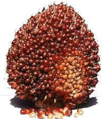 EG