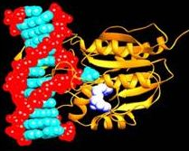 genome