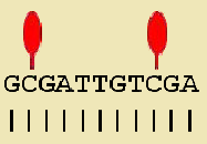 genome